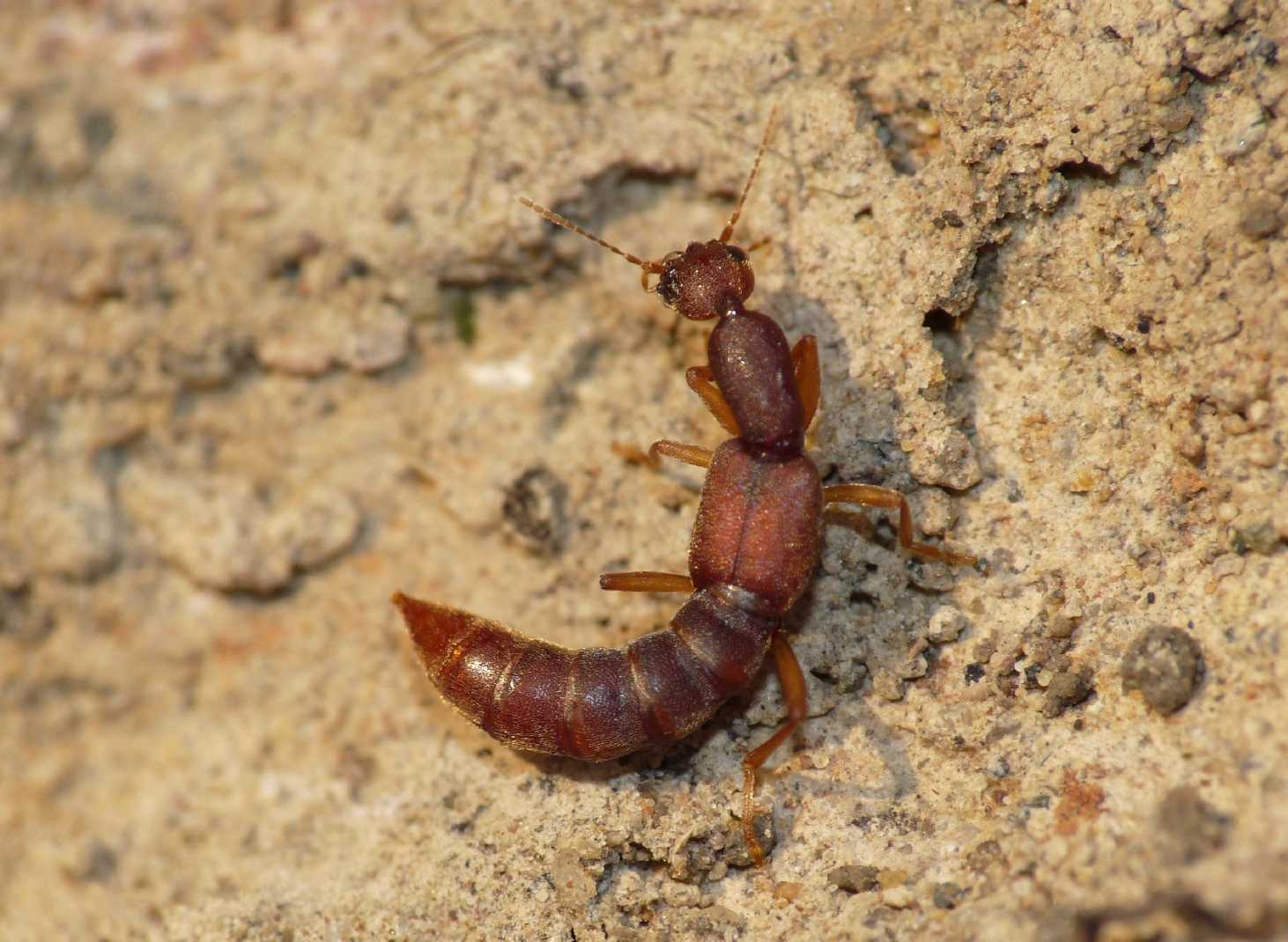 Staphilinidae misterioso: Procirrus lefebvrei